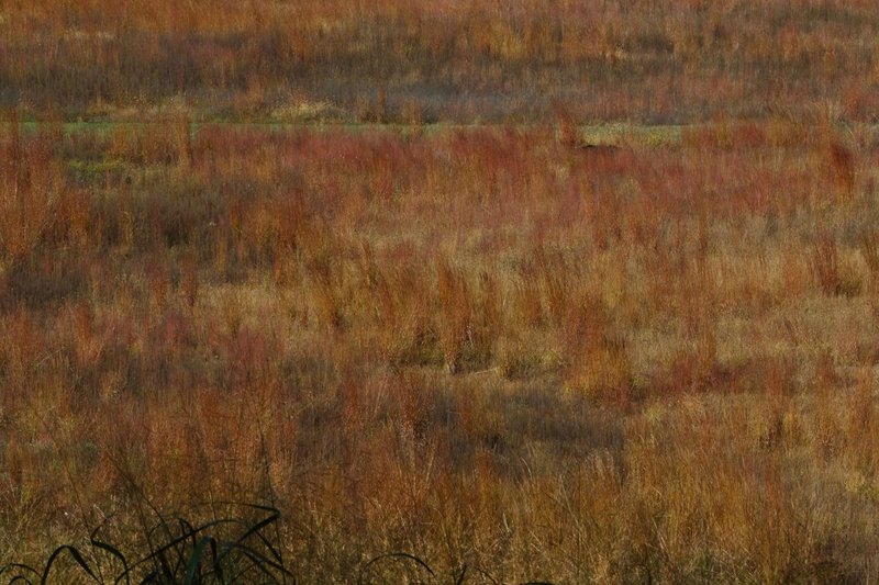 IMG_0235s1.jpg