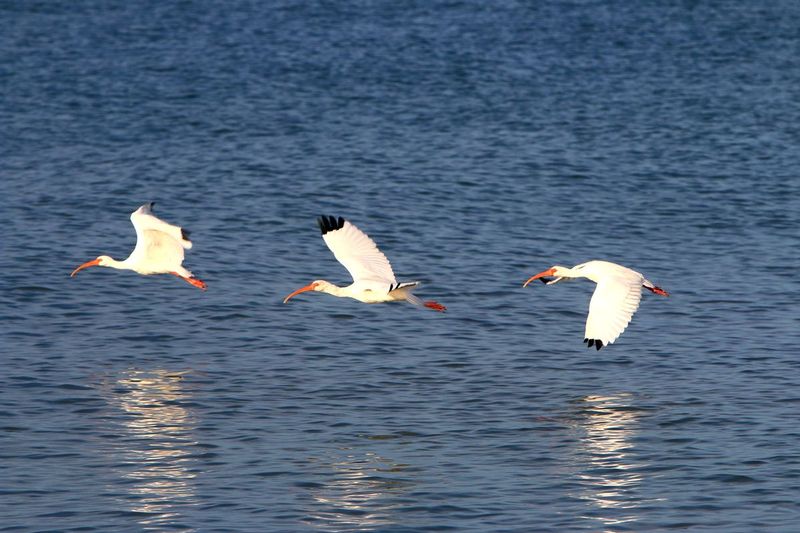 IMG_0520a.jpg