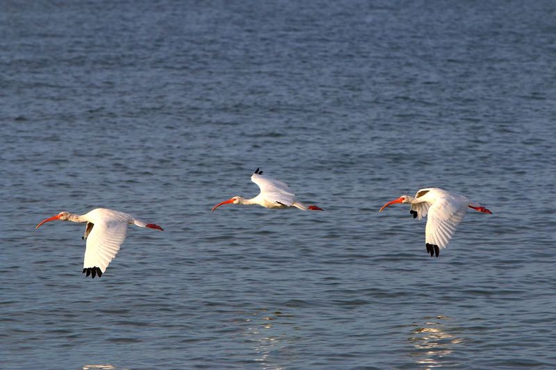 IMG_0526s2.jpg
