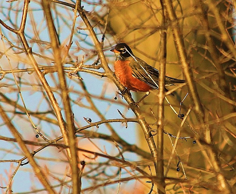 IMG_8595.jpg