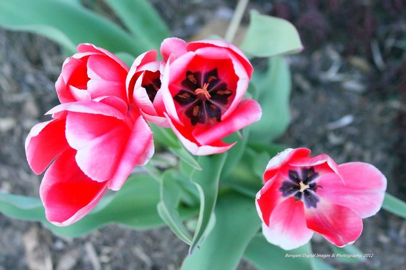 Tulip 2.jpg