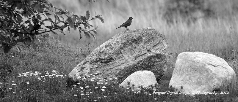 Upon this Rock.jpg