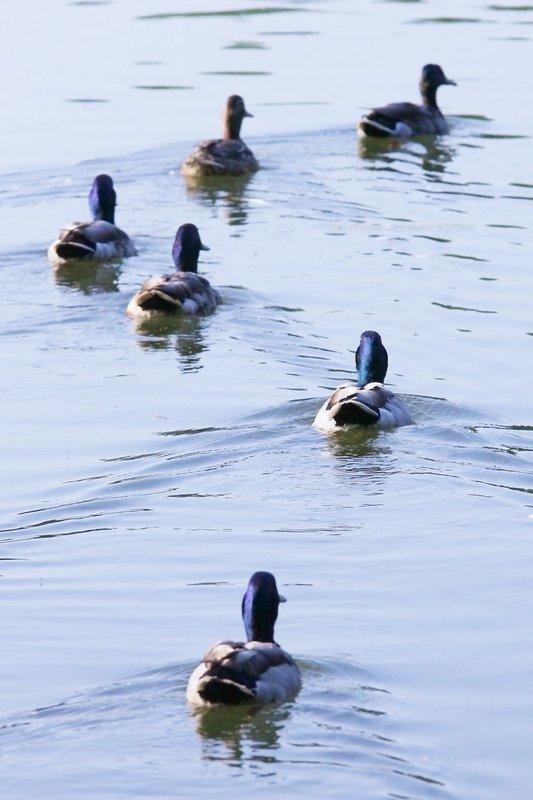 Follow the Leader.jpg
