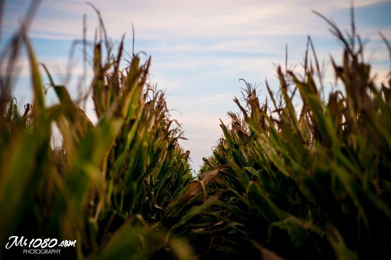 Country Corn.jpg