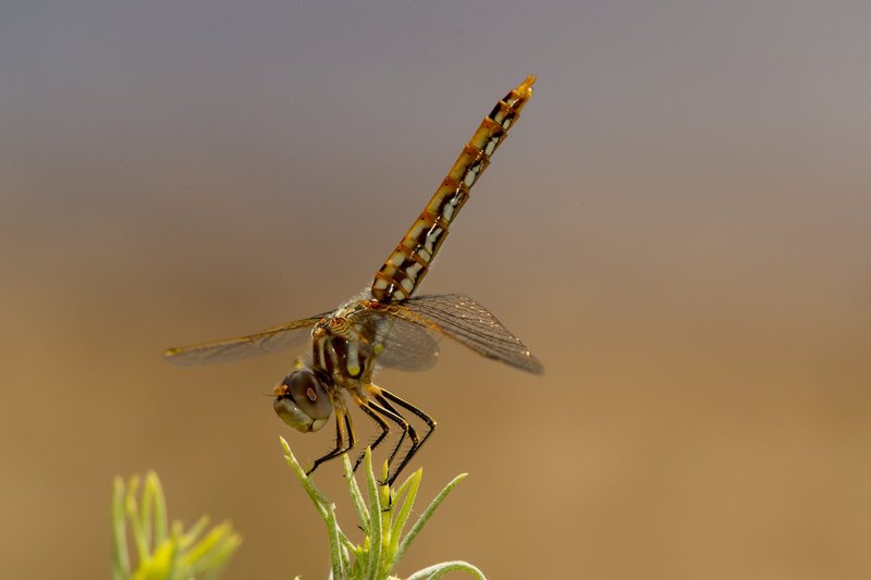 20130714-_MG_0485.jpg