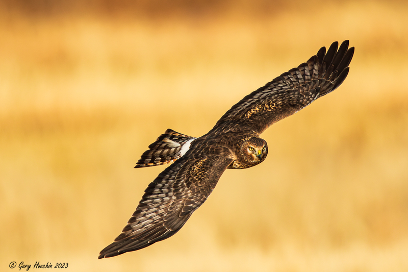 6V2A6719-Enhanced-NR.jpg