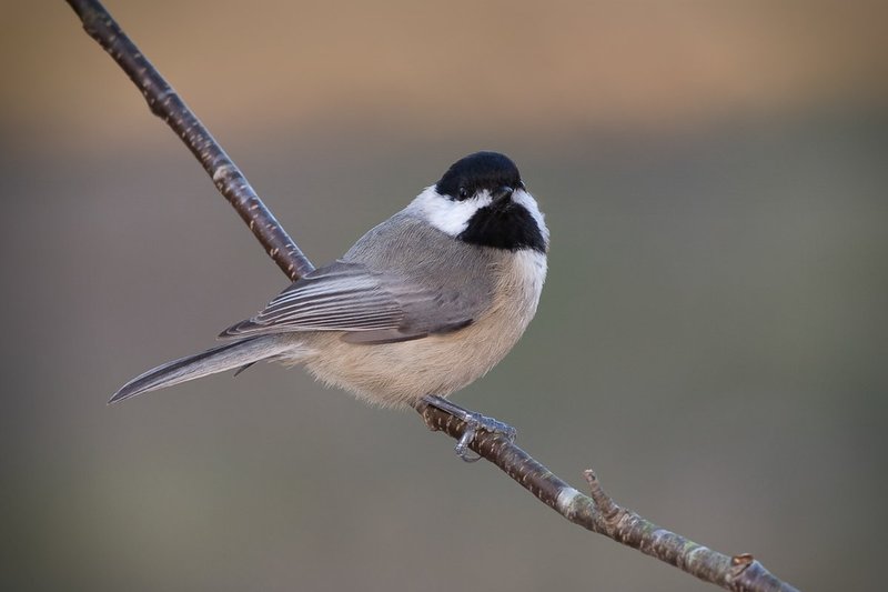 Black Capped Chickadee.jpg