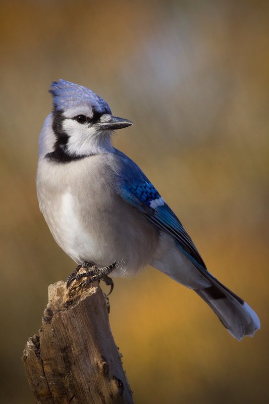 Blue_ Jay.jpg