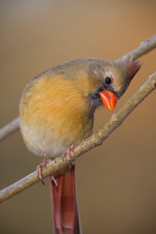 Curious Cardinal.jpg