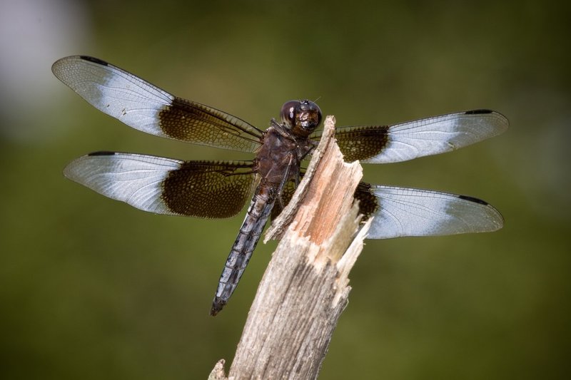 Dragonflies090806__MG_007450D.jpg