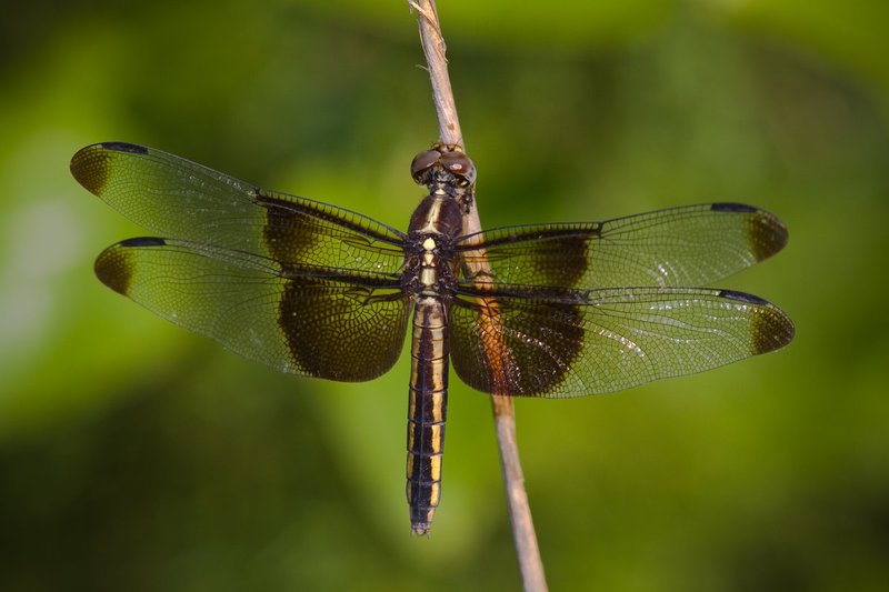 Dragonflies090809__MG_014650D.jpg