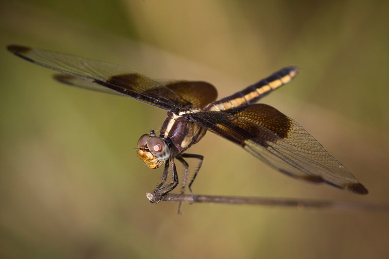 Dragonflies090809__MG_017050D.jpg
