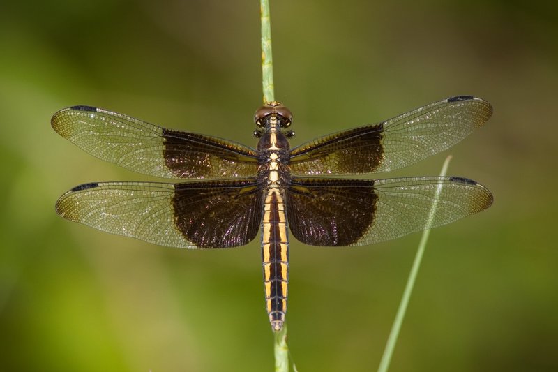 Dragonflies090820__MG_004950D.jpg