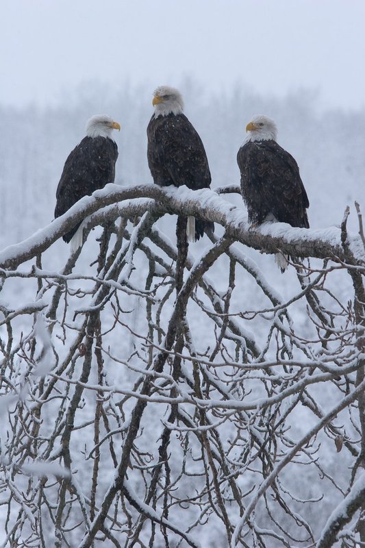 Eagles06061129__MG_0035.jpg