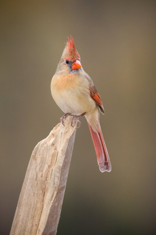 Fem Northern Cardinal.jpg