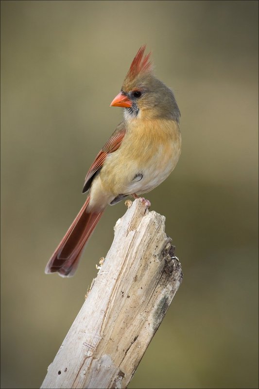 Female Northern Cardinal.jpg