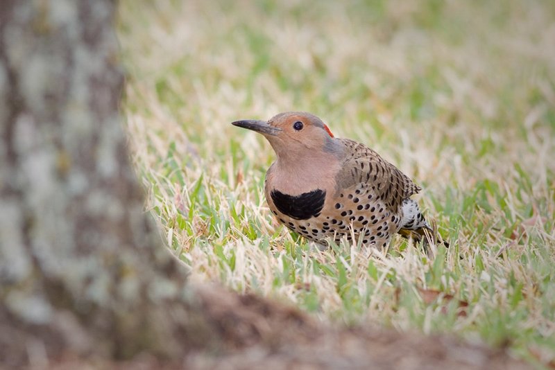 Female Northern Flicker.jpg
