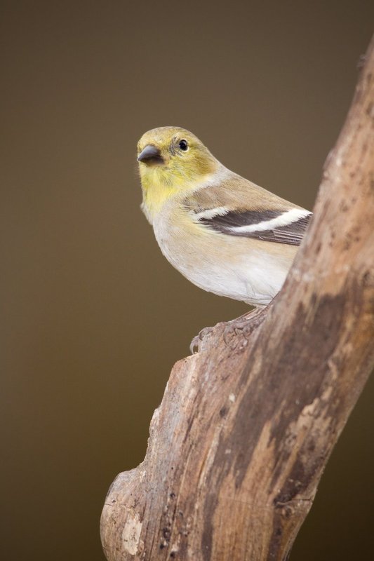 Lesser Goldfinch F.jpg