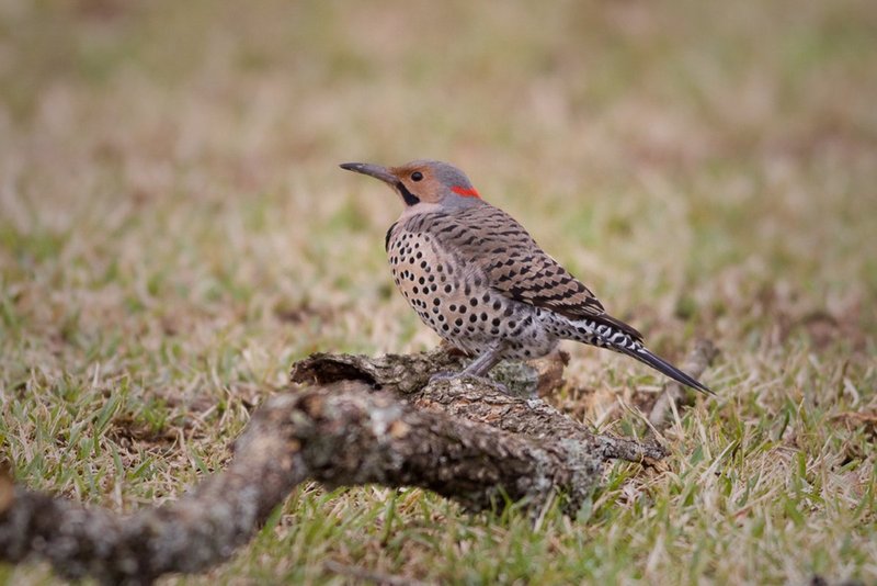 Male Northern Flicker.jpg