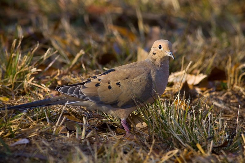 Mourning Dove.jpg