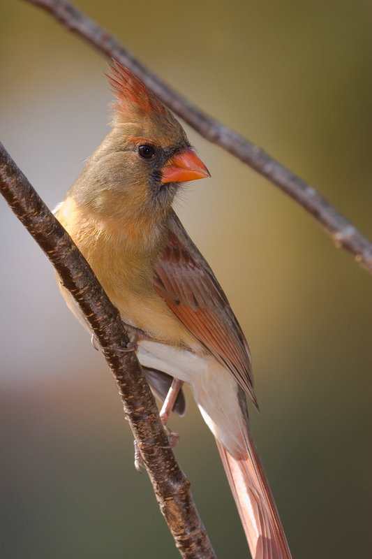 Northern Cardinal Female.jpg