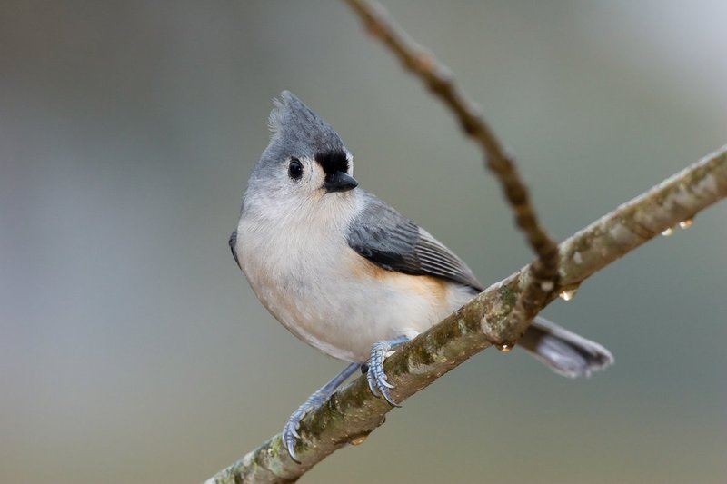 Tufted Titmouse.jpg