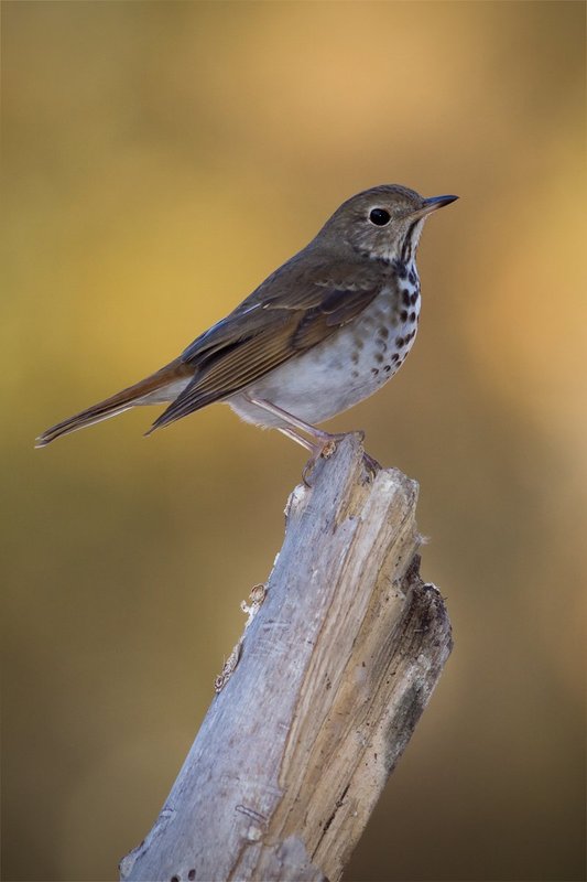 Wood Thrush 27-1.jpg