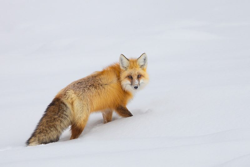Yellowstone-11.jpg
