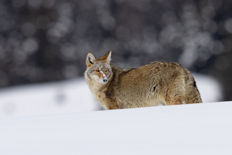 Yellowstone-17.jpg