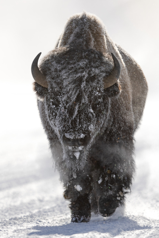 Yellowstone-3.jpg
