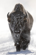 Yellowstone-3.jpg