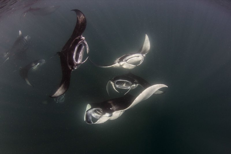 A Flock Of Mantas.jpg