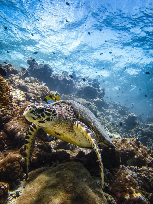 Hank The Hawksbill.jpg