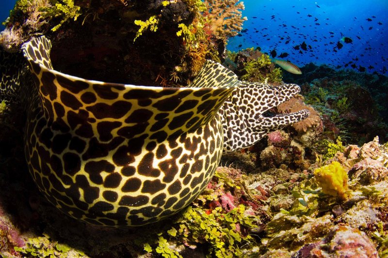 Honeycomb Moray.jpg