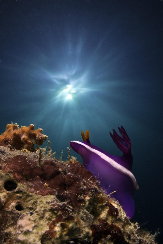 Nudi Icarus.jpg