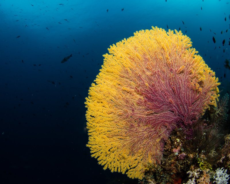 Sea Fan.jpg