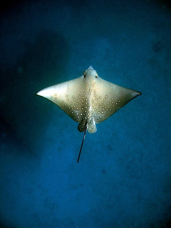 Spotted Eagle Ray - Curieuse.jpg