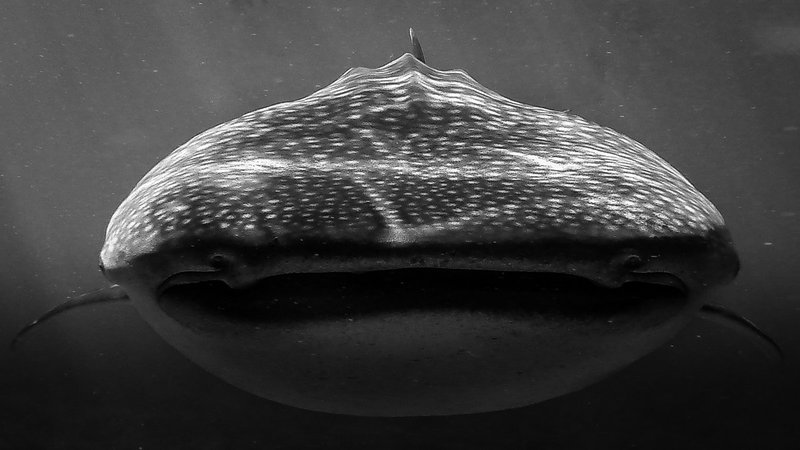 The Big Fish - Full Frame.jpg