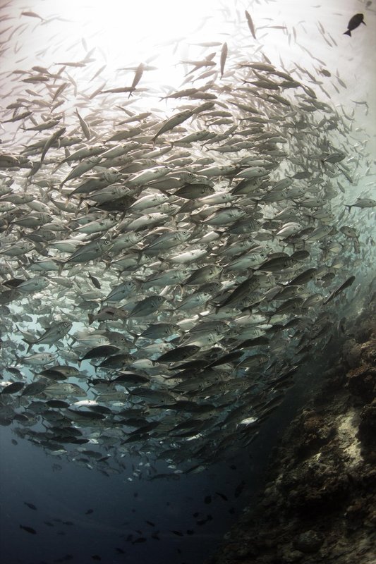 The Jacks Of Sipadan - 1.jpg