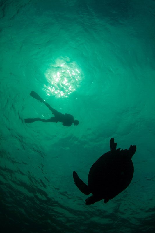 The Turtle And The Dude.jpg