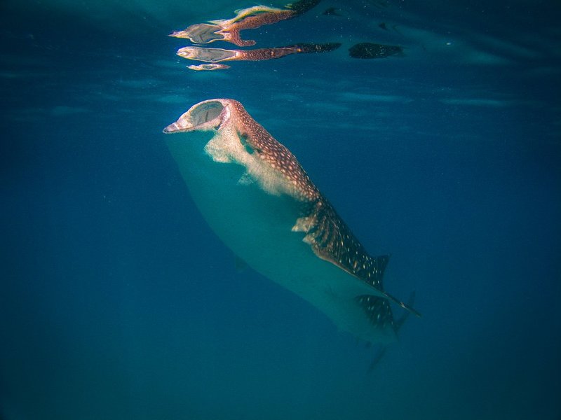 Whale Shark Feeding.jpg