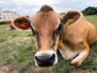 cow1-102.jpg