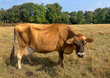 cow1-103.jpg
