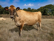 cow1-104.jpg