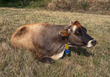 cow1-105.jpg