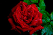 flores (2 of 49).jpg