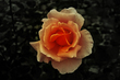 flores (3 of 49).jpg