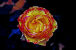 flores (4 of 49).jpg