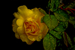 flowers.jpg