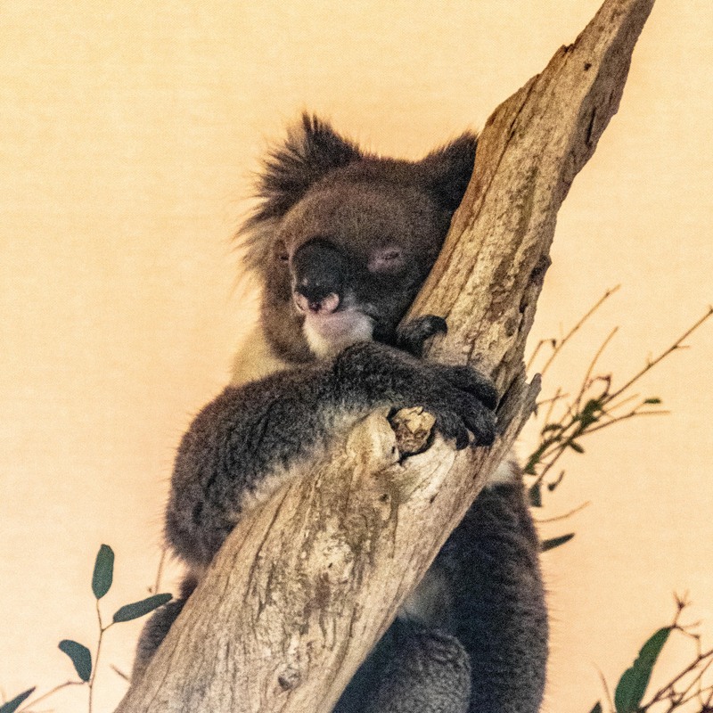 Australia-6.jpg